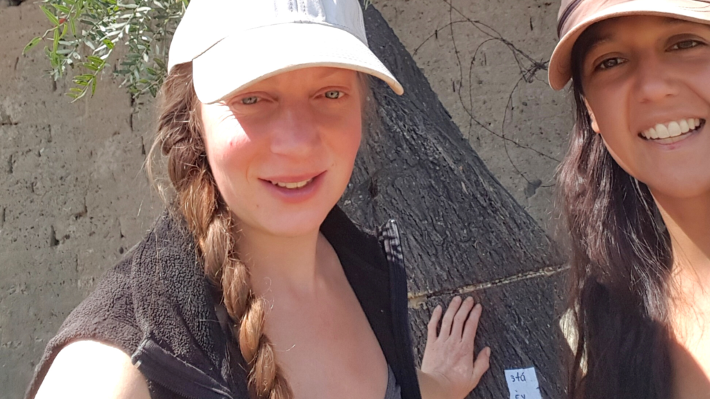 Curar el arbol janajpacha